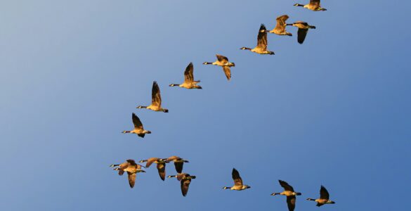 Geese flying in a V formation across a clear blue sky