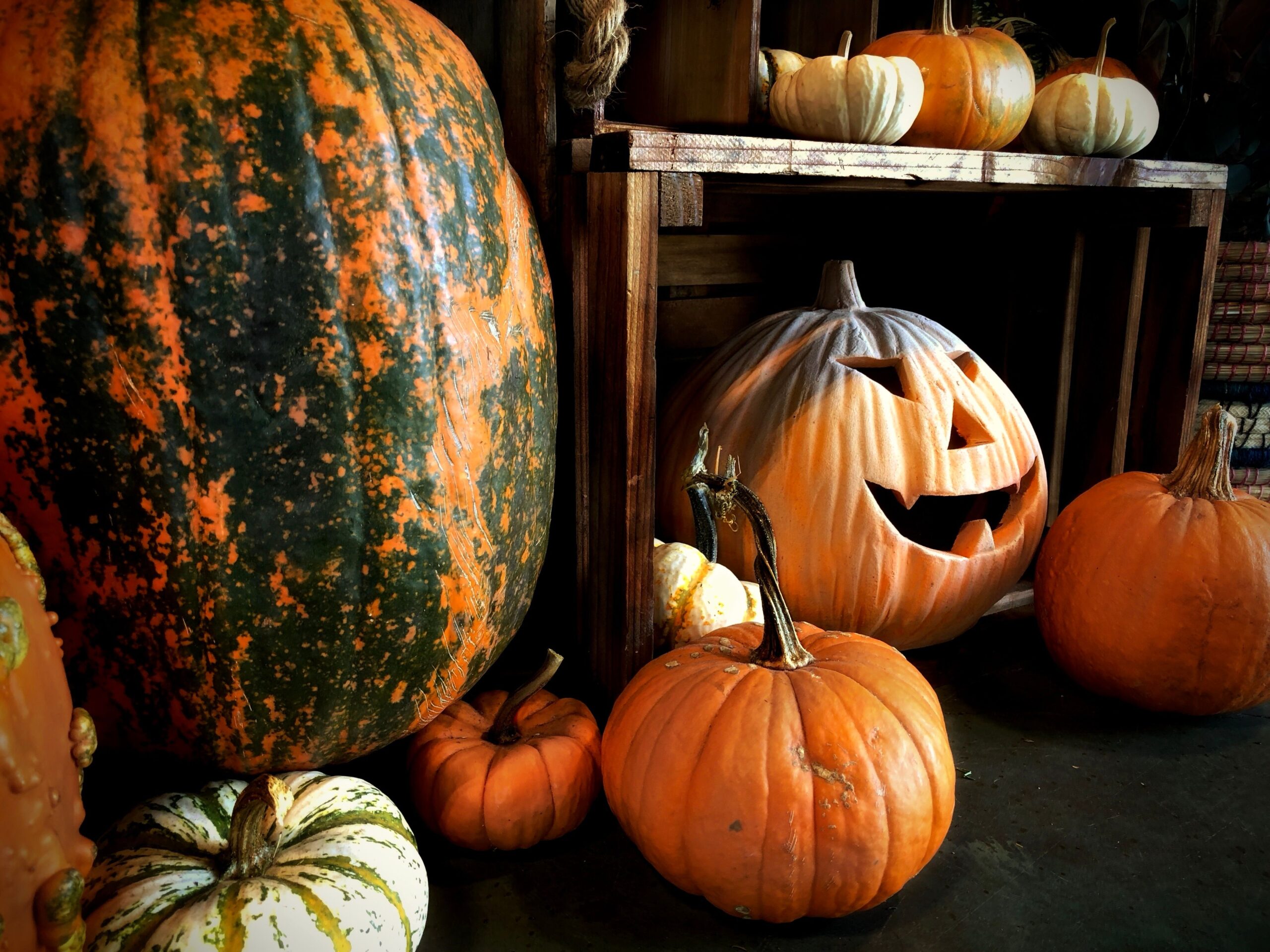 A glowing carved pumpkin surrounded by uncarved pumpkins in an autumn display.