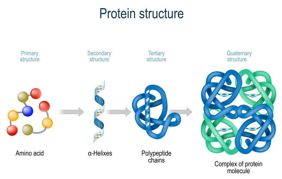 A protein-structure illustration representing keratin, the protein that gives hair much of its strength and shape.