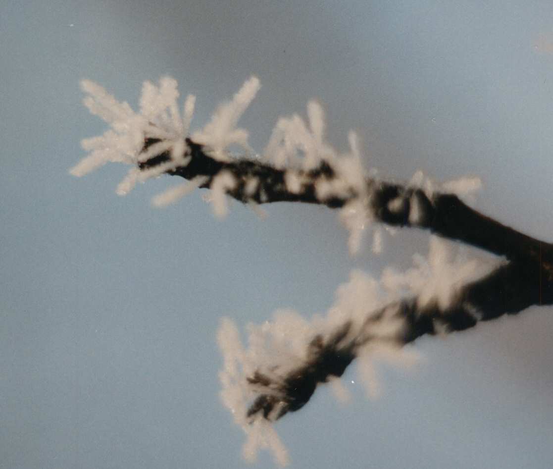 Close view of delicate hoar frost crystals growing from a cold surface.
