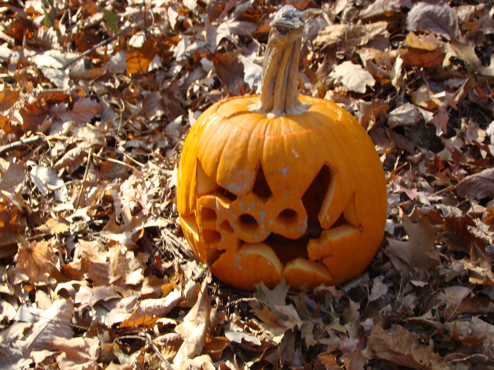 A carved pumpkin sitting outdoors among damp fallen leaves.
