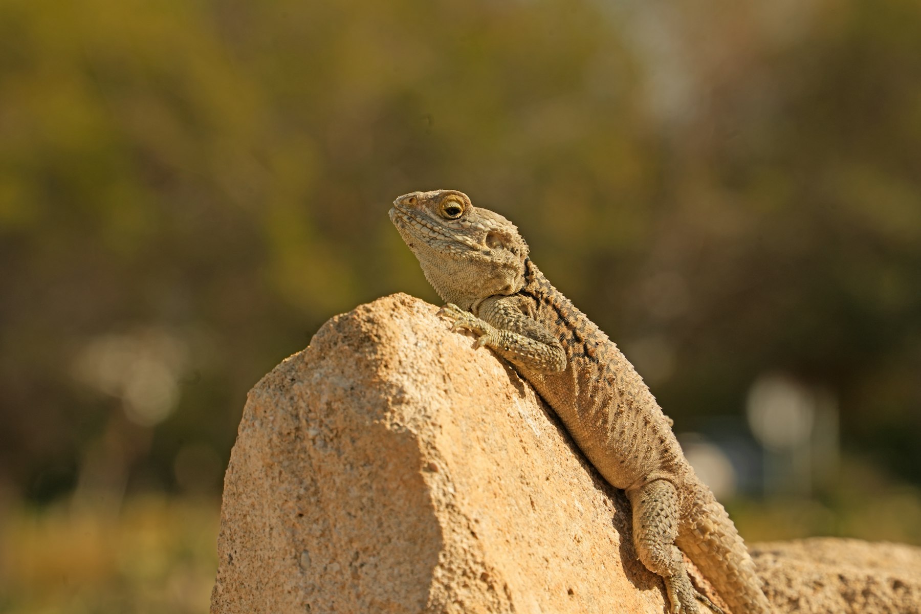 A lizard resting on a sunlit rock to raise its body temperature.