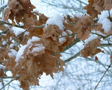 Dry brown oak leaves remaining on a branch in winter