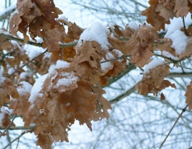 Dry brown oak leaves remaining on a branch in winter