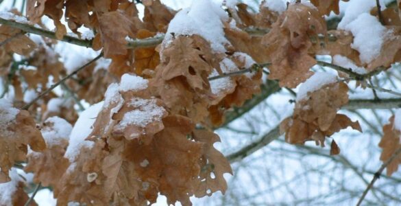 Dry brown oak leaves remaining on a branch in winter