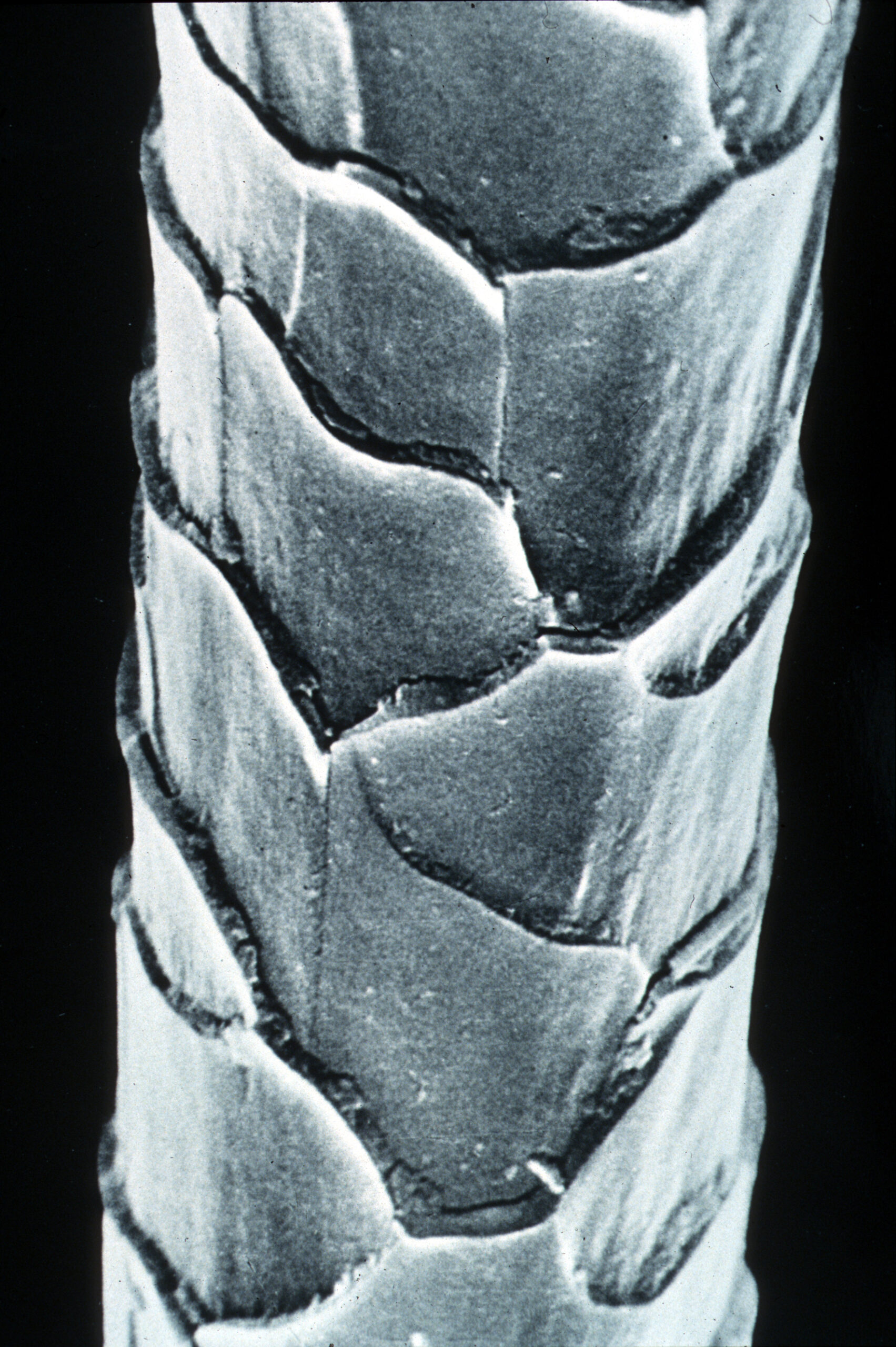 Electron micrograph of the scaly surface of a clean Merino wool fiber