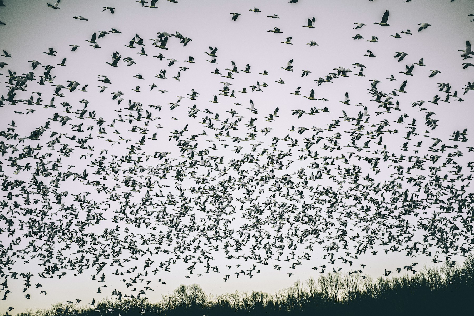 A large flock of birds flying together above a line of trees