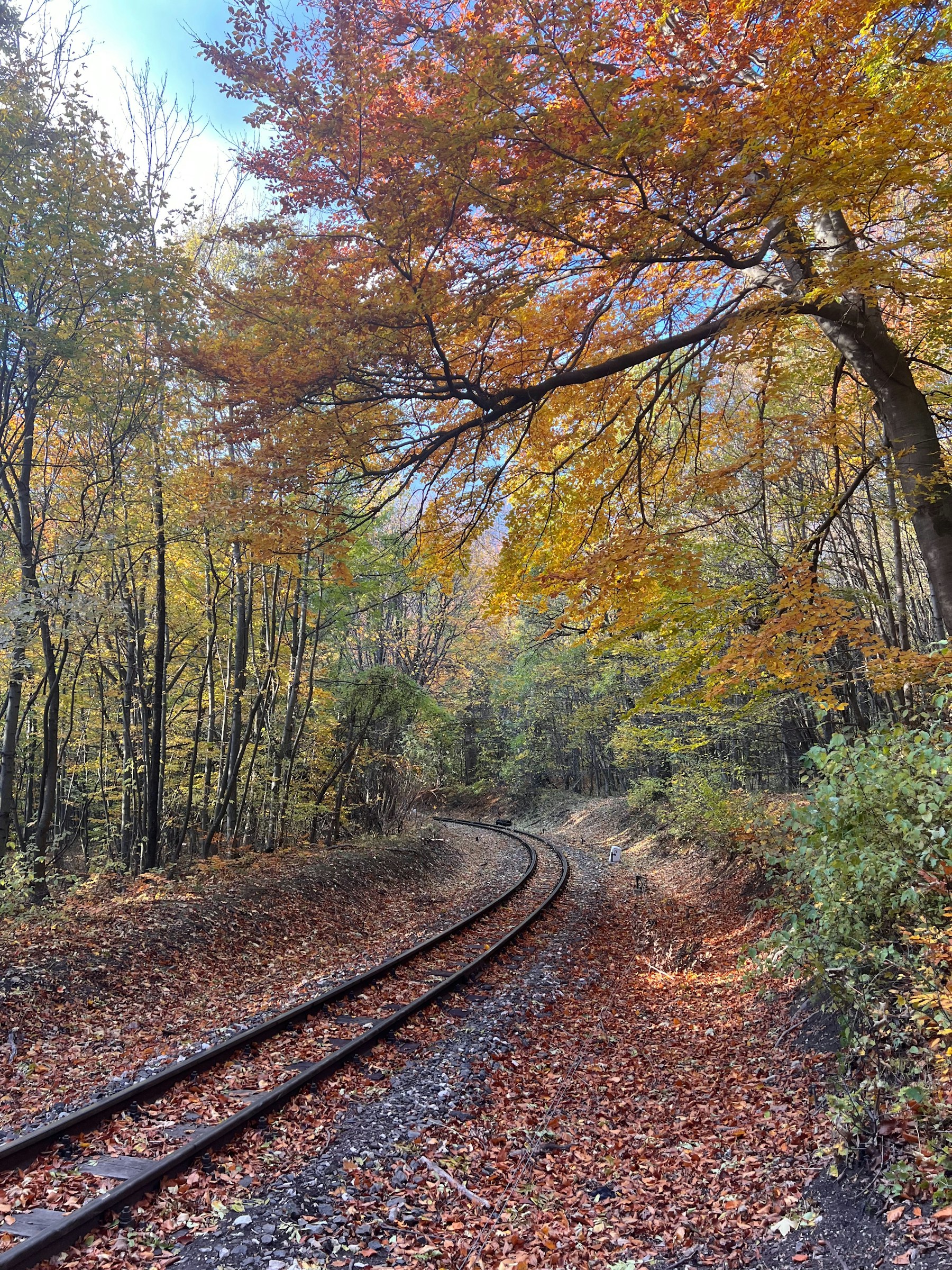 Railway tracks curving through a forest with autumn leaves