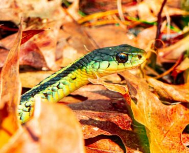 A green and yellow snake moving through dry autumn leaves before the cold season.