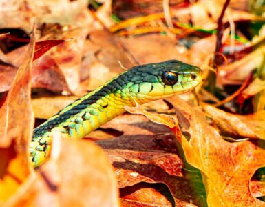 A green and yellow snake moving through dry autumn leaves before the cold season.