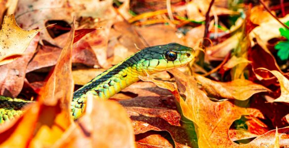 A green and yellow snake moving through dry autumn leaves before the cold season.