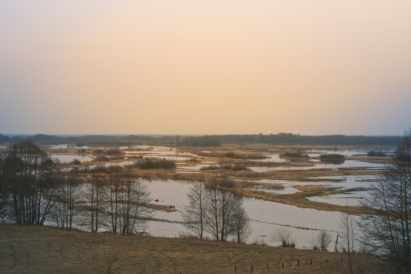 A wetland floodplain with shallow water, grasses, and trees, showing land shaped by river flooding and sediment.