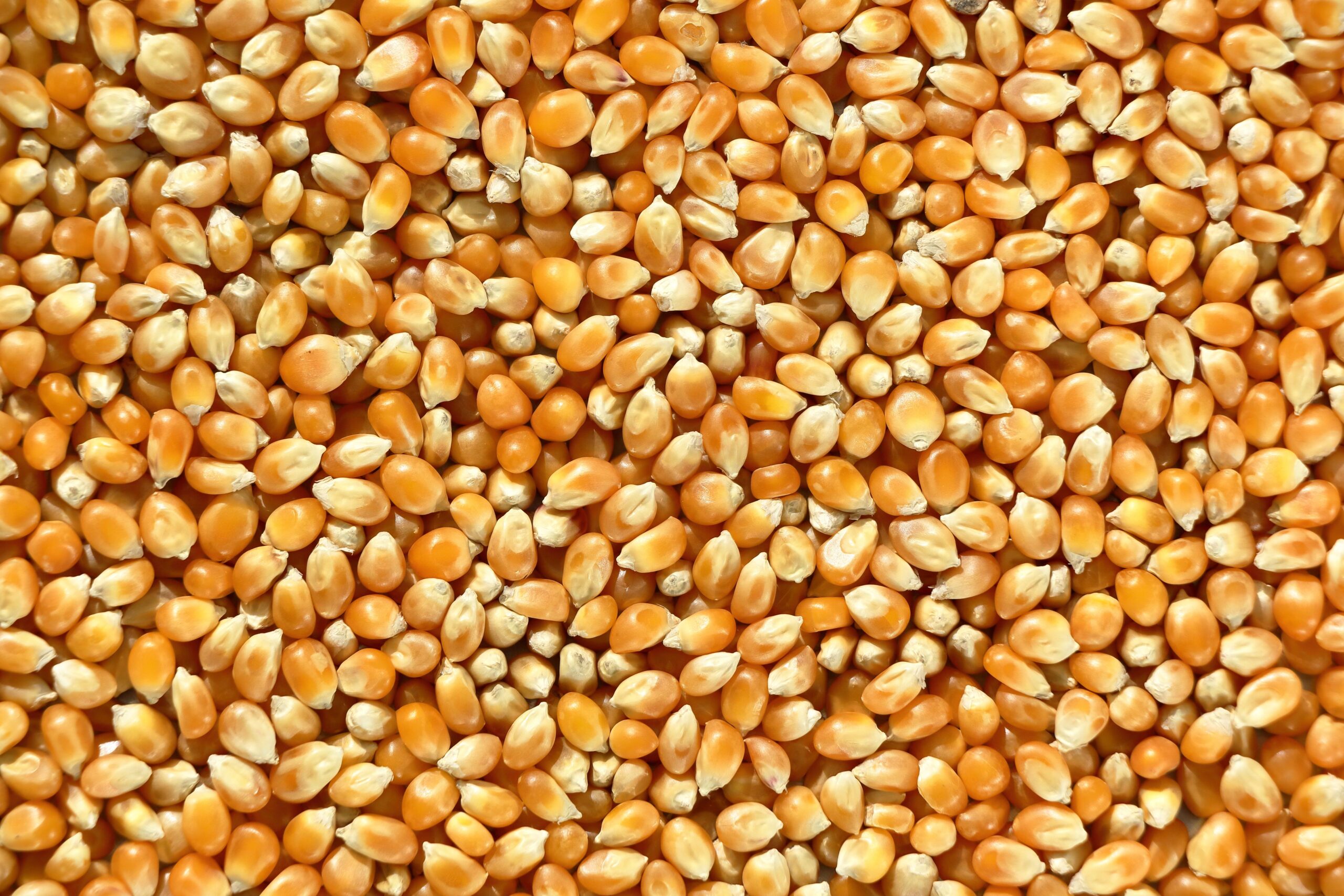 Close-up of hard yellow popcorn kernels before heating