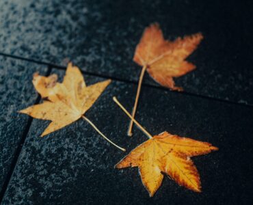 Wet yellow and orange autumn leaves lying on dark pavement