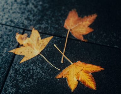 Wet yellow and orange autumn leaves lying on dark pavement