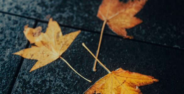 Wet yellow and orange autumn leaves lying on dark pavement