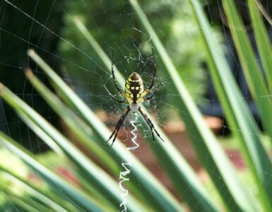 A yellow garden spider rests at the center of its large circular web in early fall