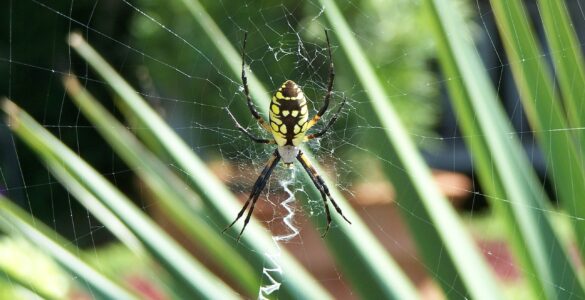 A yellow garden spider rests at the center of its large circular web in early fall