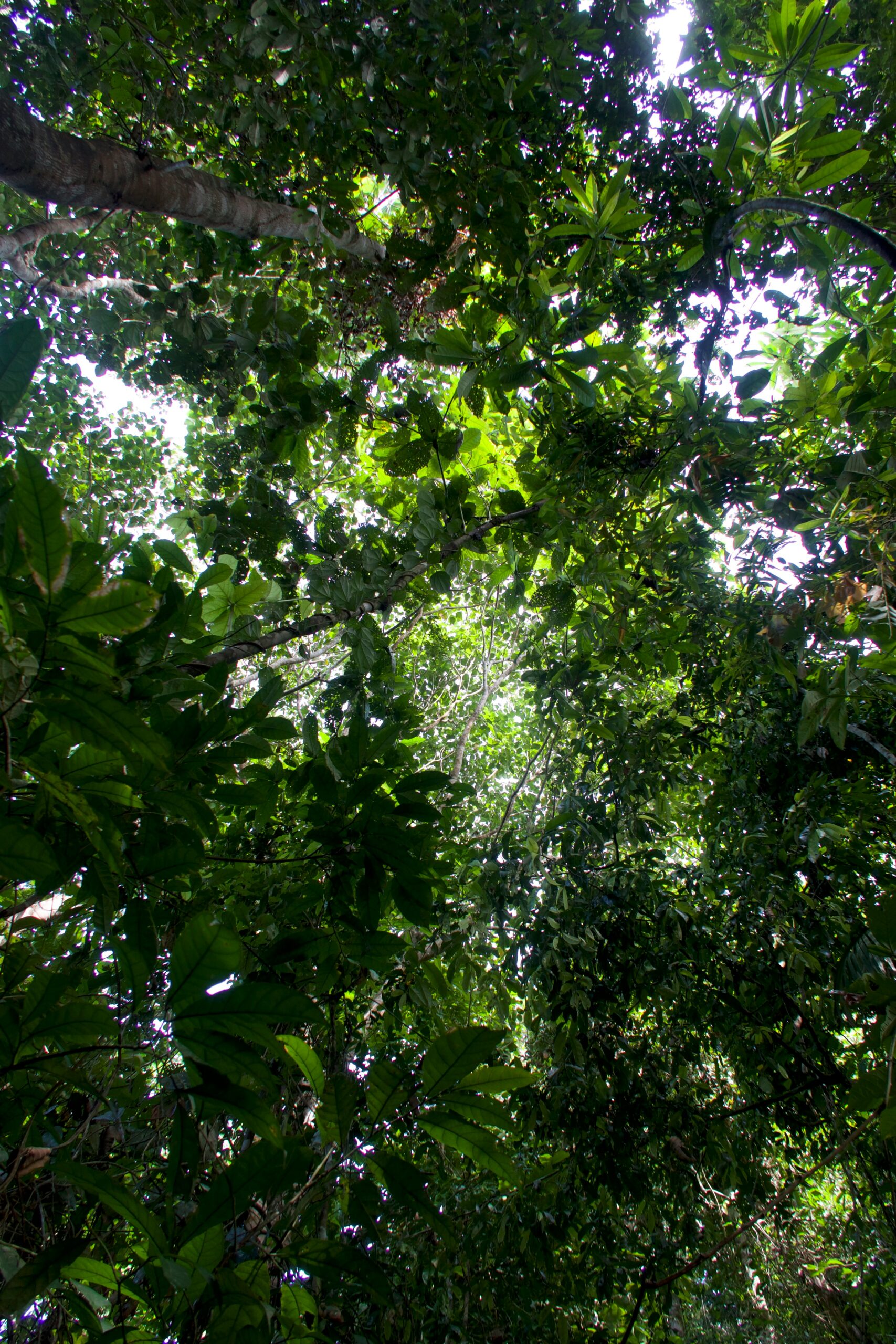 View looking up through the dense canopy of the Amazon rainforest