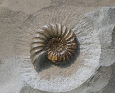 An ammonite fossil preserved in a slab of rock