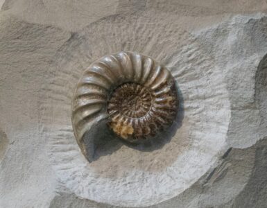 An ammonite fossil preserved in a slab of rock