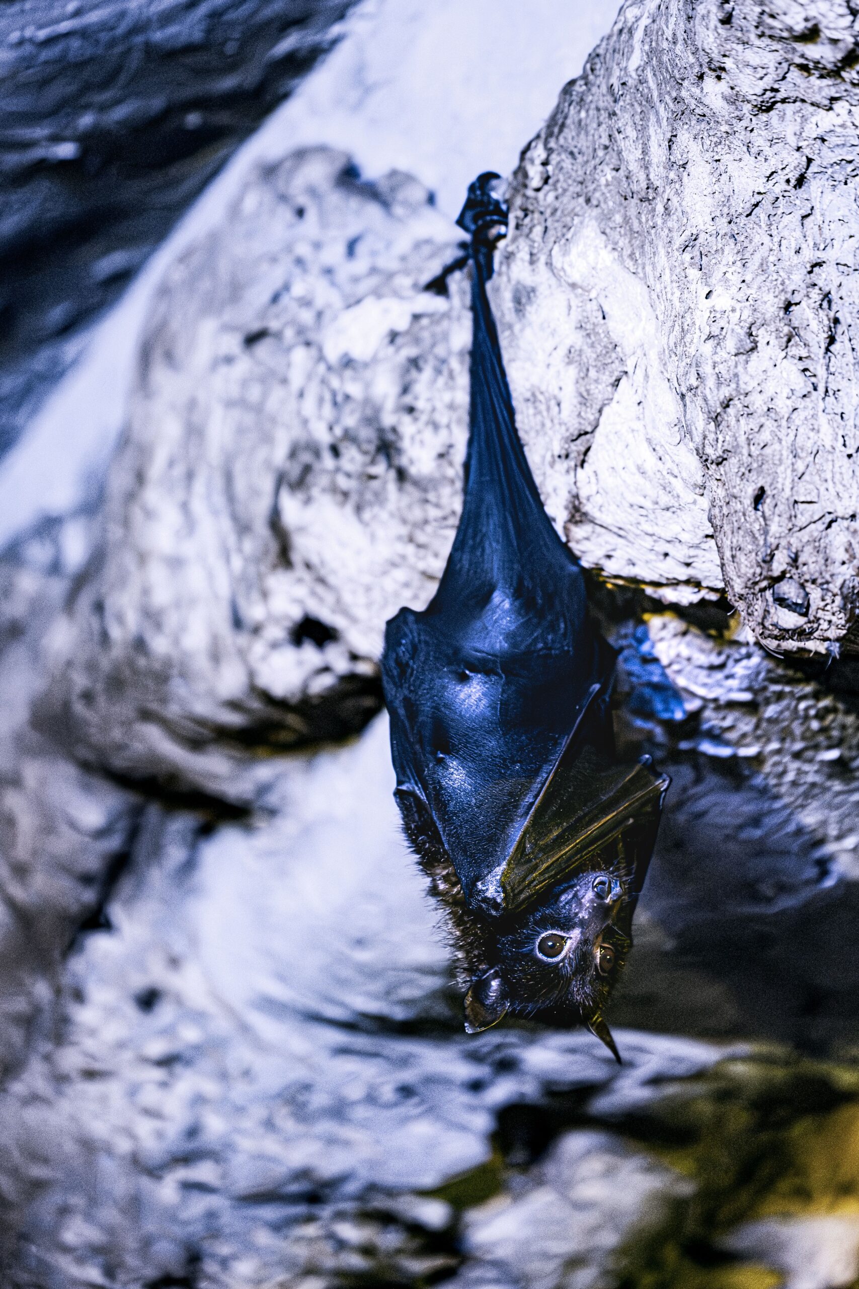 A bat hanging upside down inside a dim cave