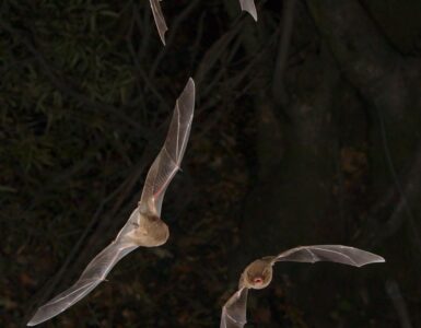 Three bats flying through a forest at night