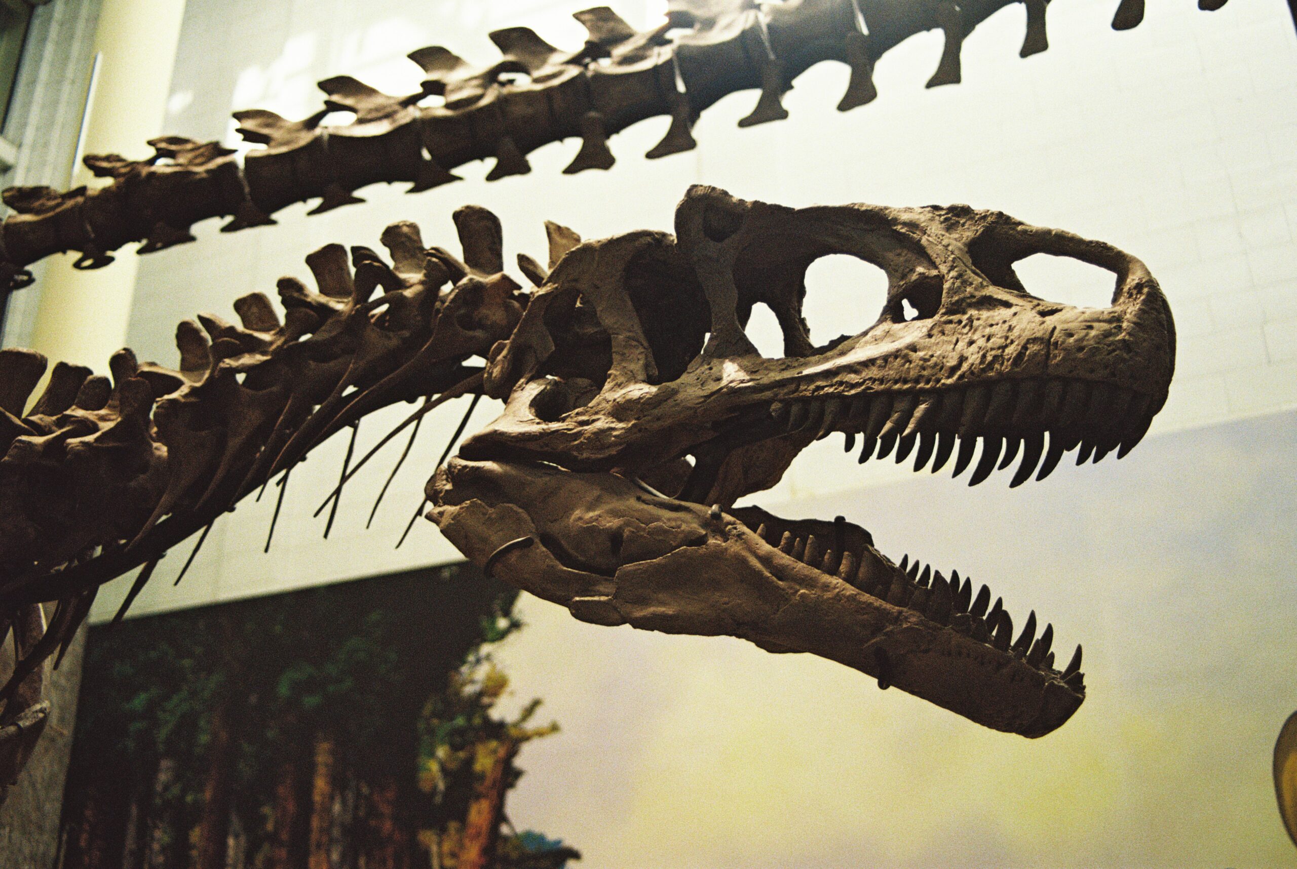 Close-up of fossilized dinosaur bones displayed in a museum