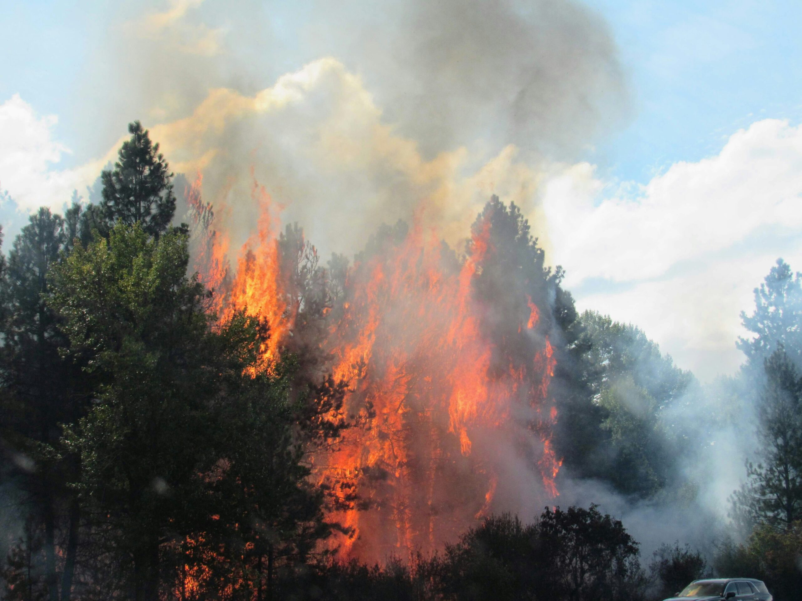 Flames and thick smoke rising through a forest