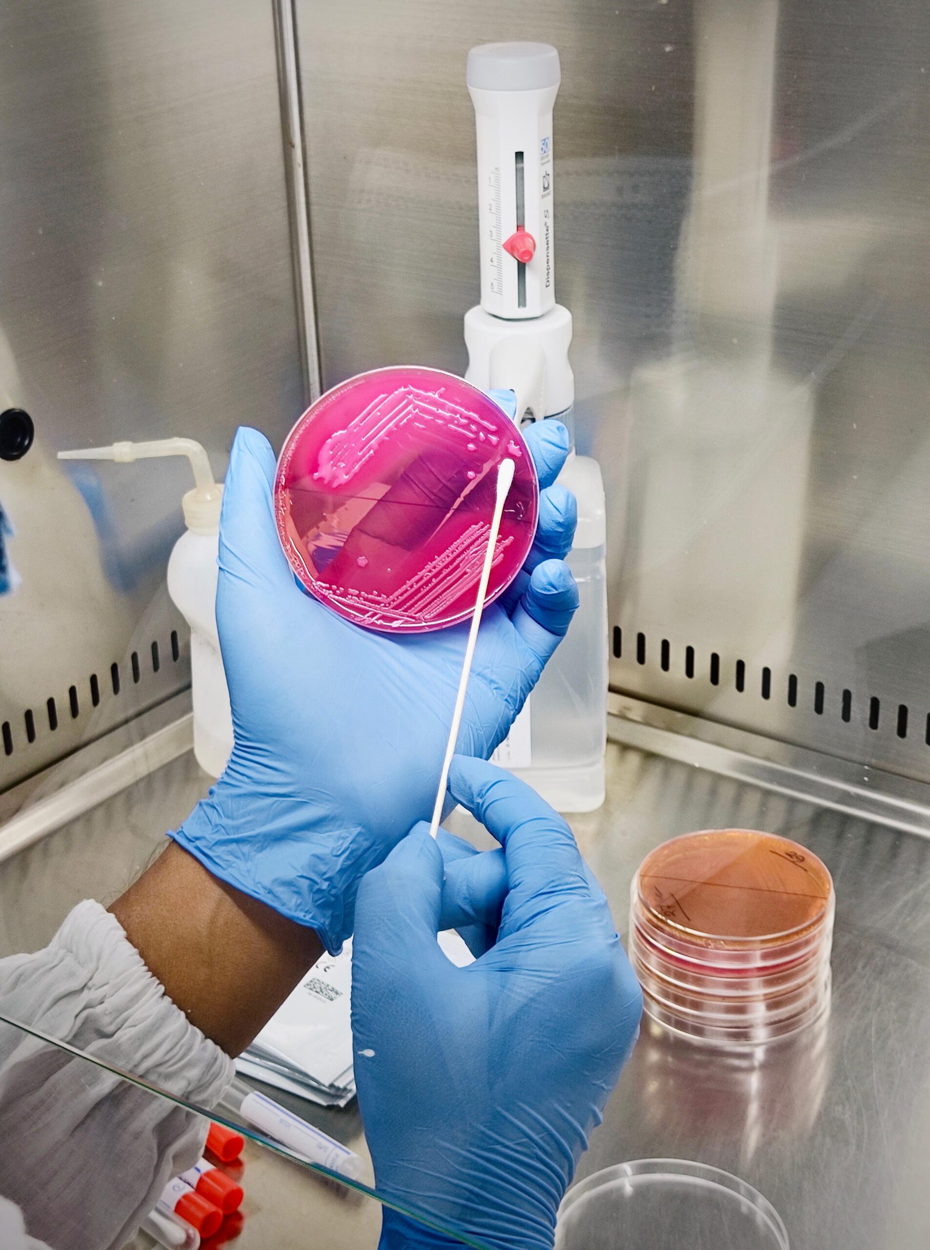 A microbiologist wearing blue gloves holds a petri dish with pink culture medium inside a laboratory cabinet