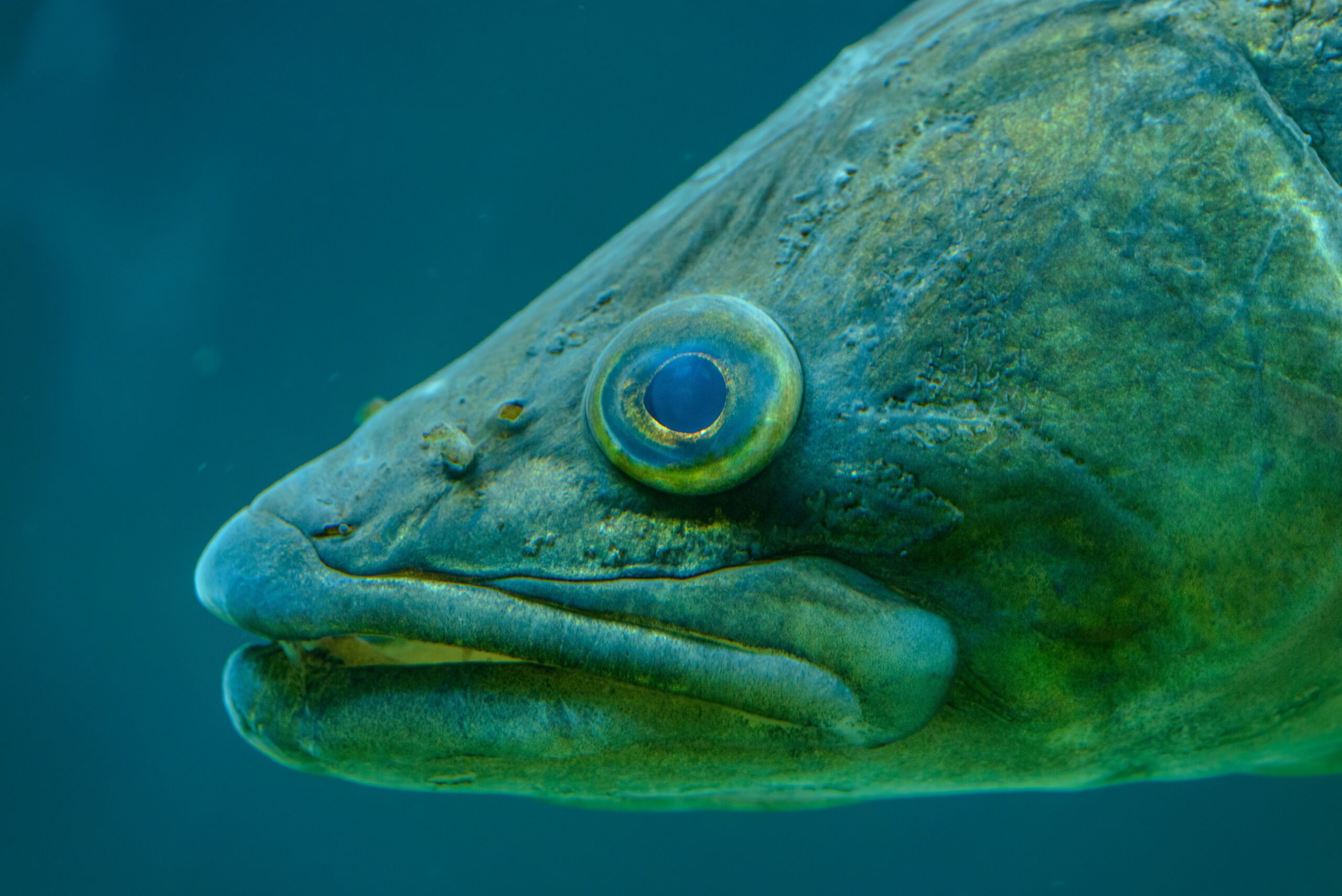 Close-up view of a fish swimming underwater