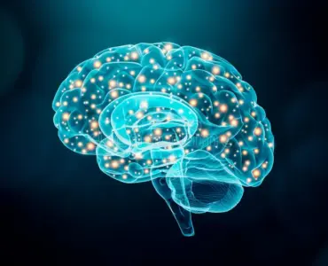 Concept image of glowing neural pathways in a human brain, representing brain circuits studied with optogenetics.