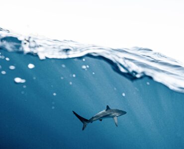 A shark swimming beneath the surface in clear blue ocean water