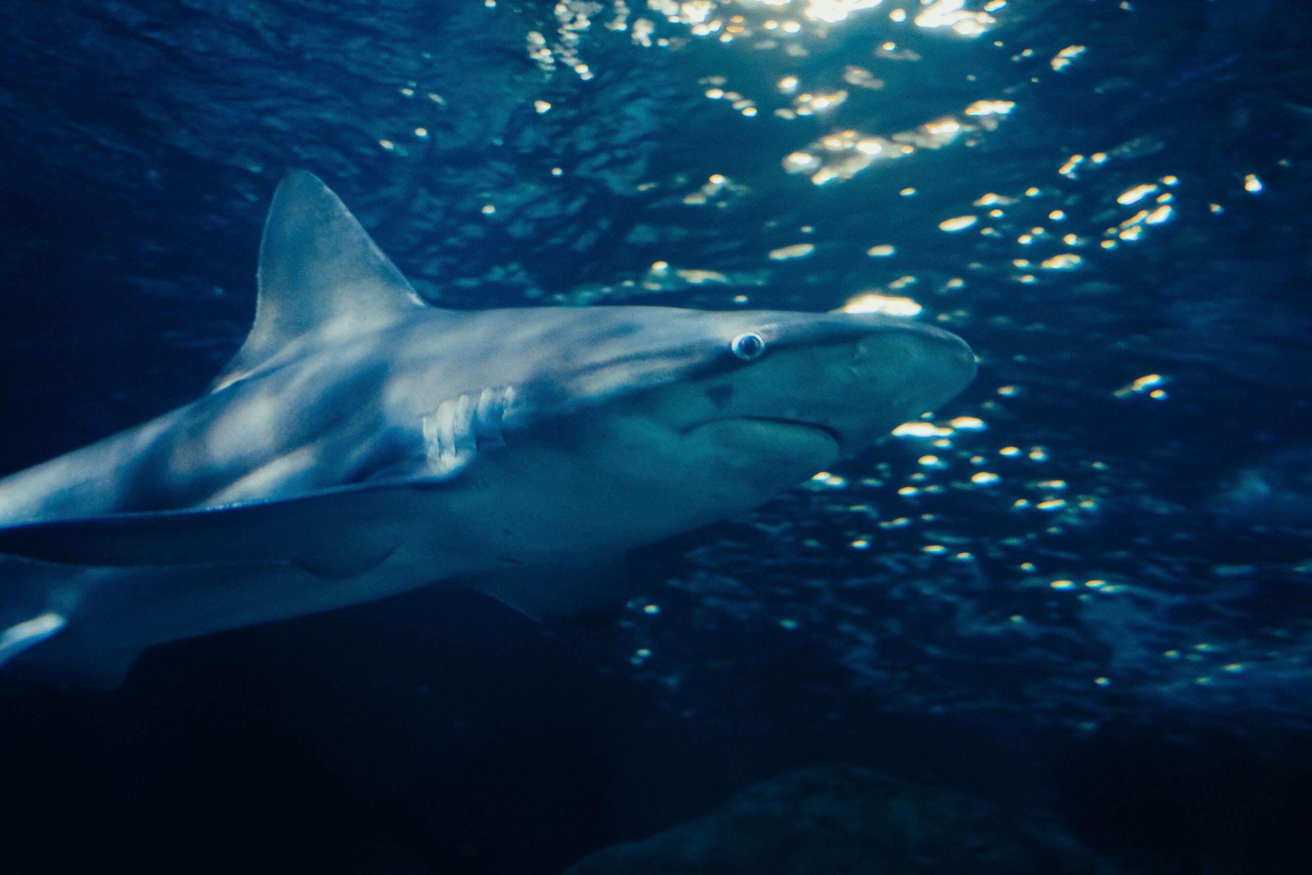 Close-up view of a shark swimming through dark ocean water