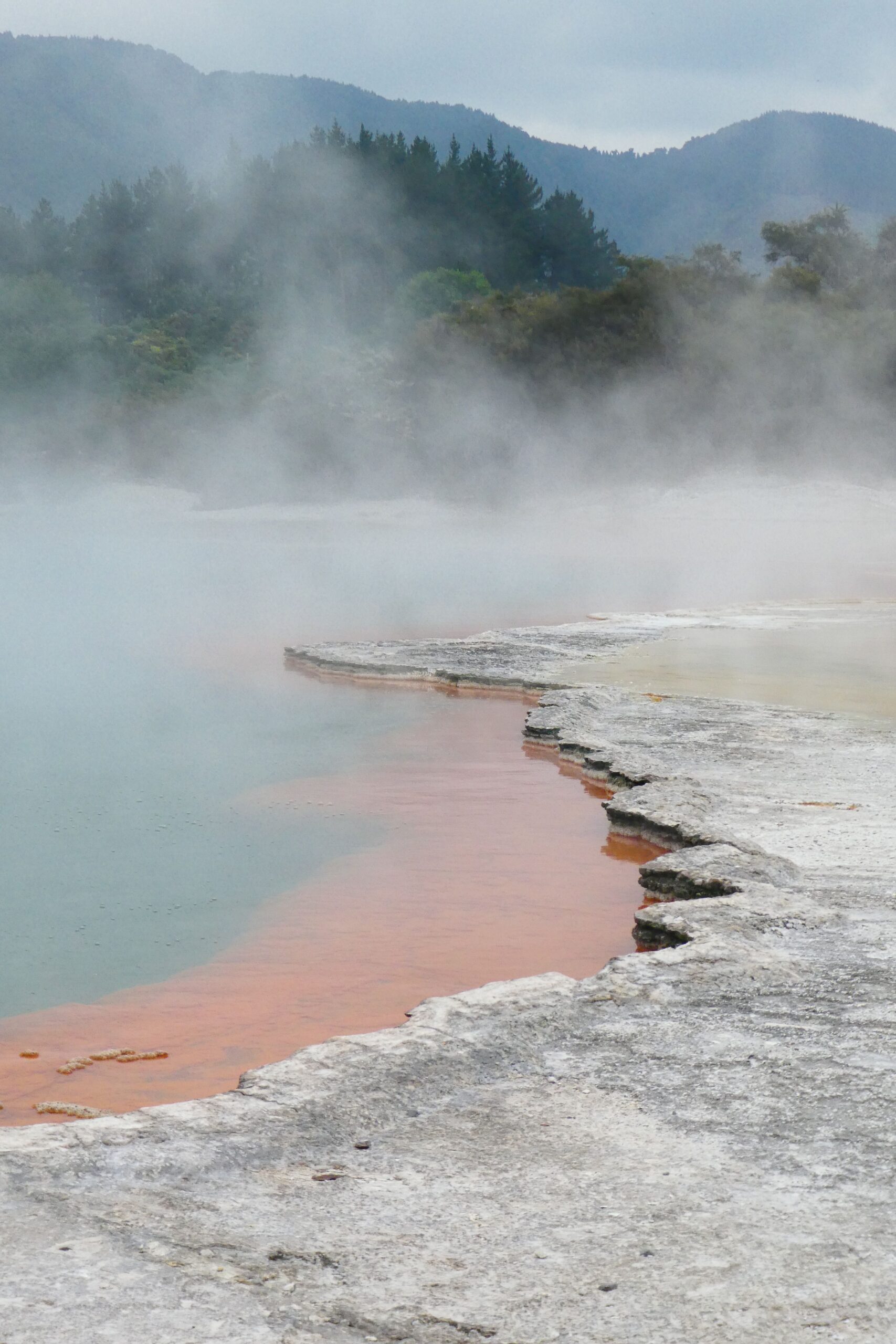 A steaming hot spring surrounded by green vegetation