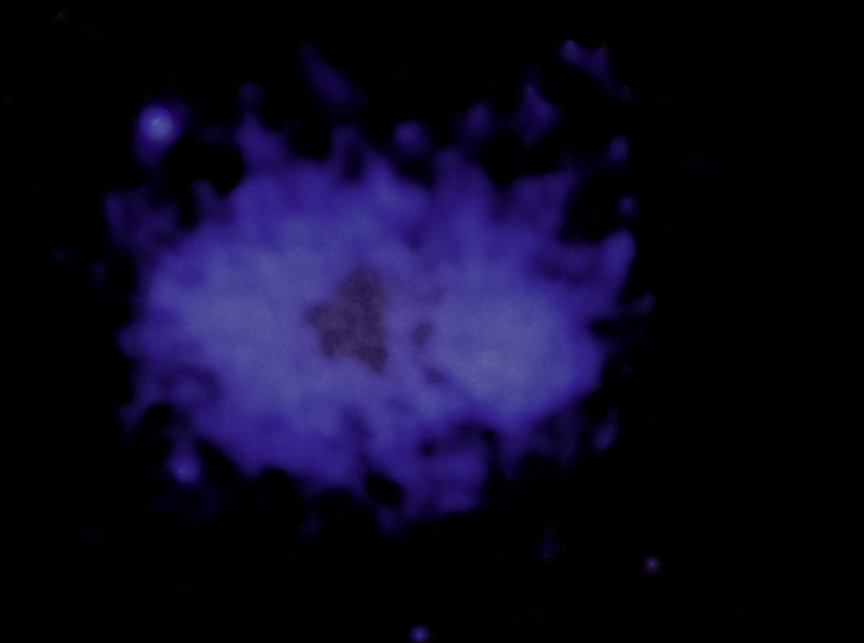 X-ray view of hot gas in the merging galaxy cluster that contains the Treble Clef radio source